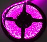 Rs-3528-5mp Race Sport Foot Led Solid Color Strip Purple 812867026259